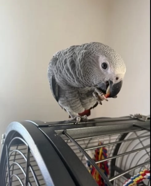 Pappagalli cenerini africani super addomesticati e molto coccolosi  | Foto 4