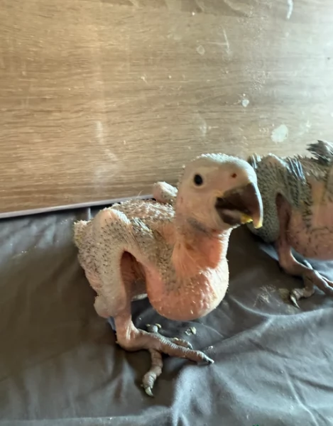 Pappagalli cenerini africani super addomesticati e molto coccolosi 