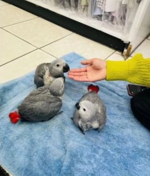 Pappagalli cenerini africani super addomesticati e molto coccolosi 