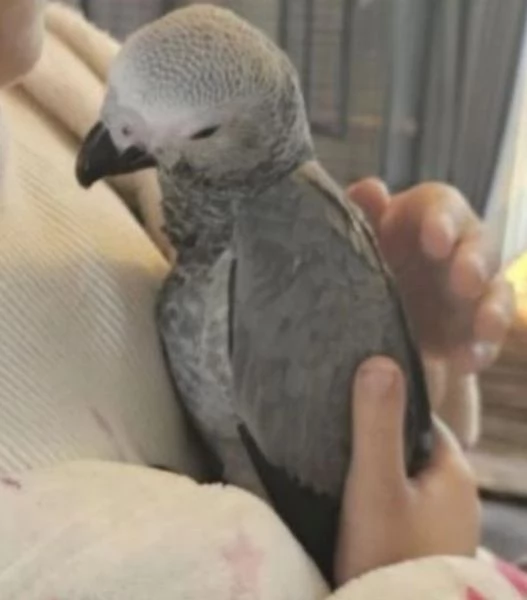 Pappagalli cenerini africani super addomesticati e molto coccolosi  | Foto 3
