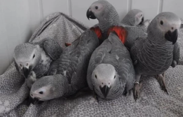 Pappagalli cenerini africani super addomesticati e molto coccolosi  | Foto 2