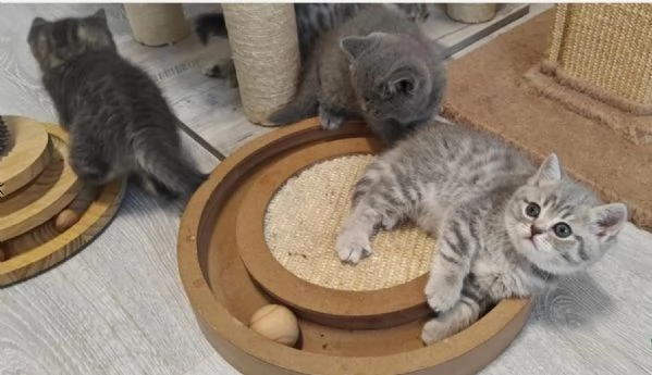 Gattini British Shorthair per adozione
