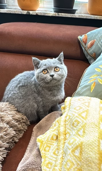 Gattini British Shorthair per adozione | Foto 3