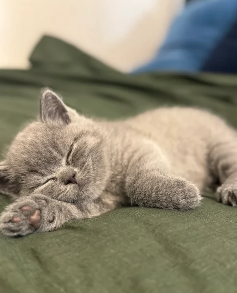 Gattini British Shorthair per adozione | Foto 0