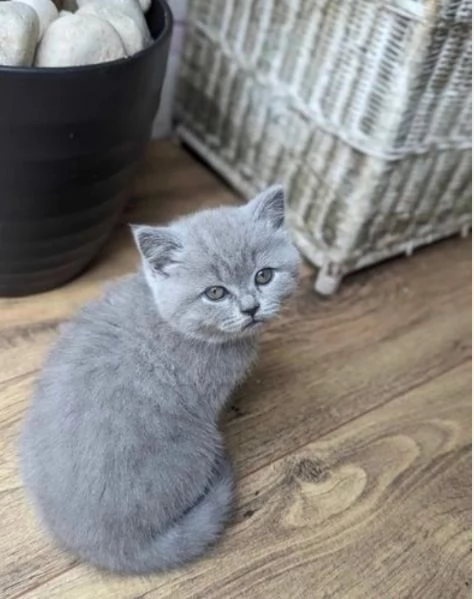 Gattini British Shorthair per adozione