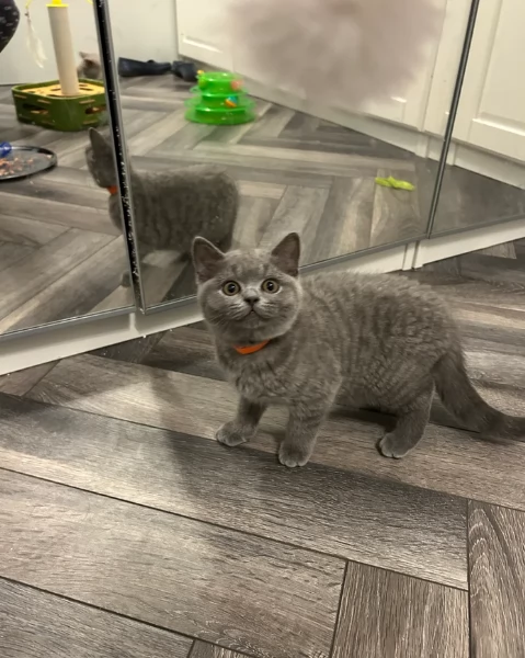 Gattini British Shorthair per adozione | Foto 3