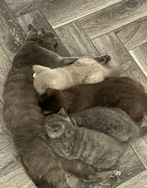 Gattini British Shorthair per adozione | Foto 2