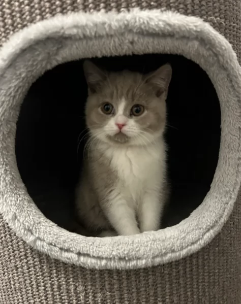 Gattini British Shorthair per adozione | Foto 1