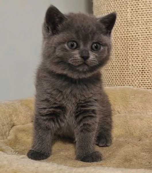 Gattini British Shorthair per adozione | Foto 6