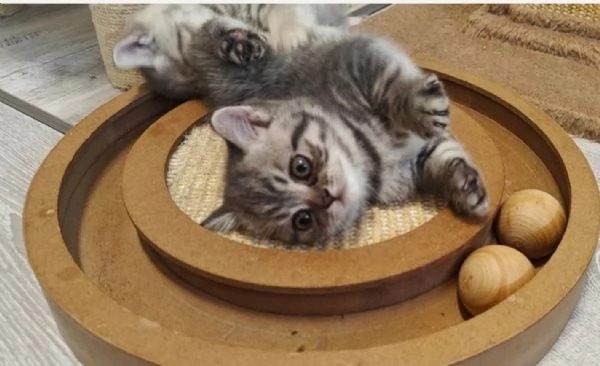 Gattini British Shorthair per adozione | Foto 5