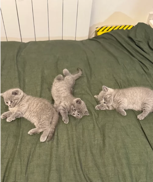 Gattini British Shorthair per adozione