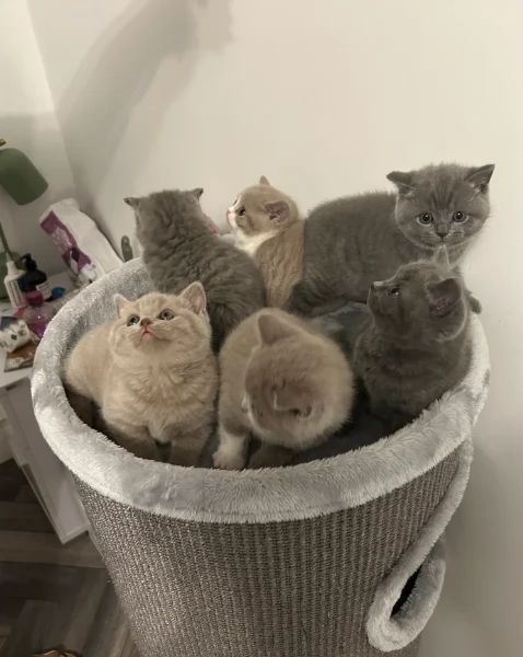 Gattini British Shorthair per adozione | Foto 2