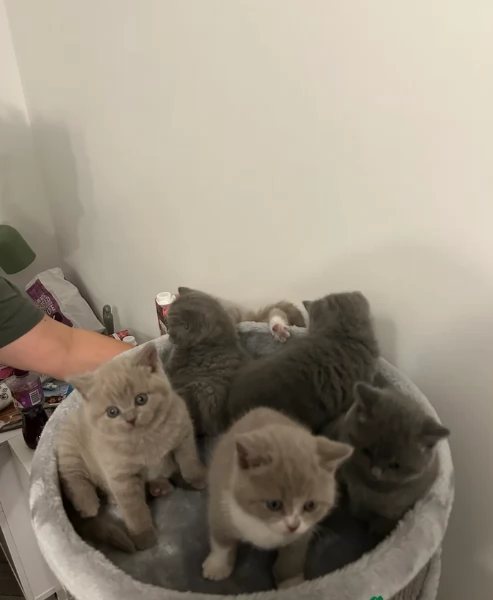 Gattini British Shorthair per adozione | Foto 1