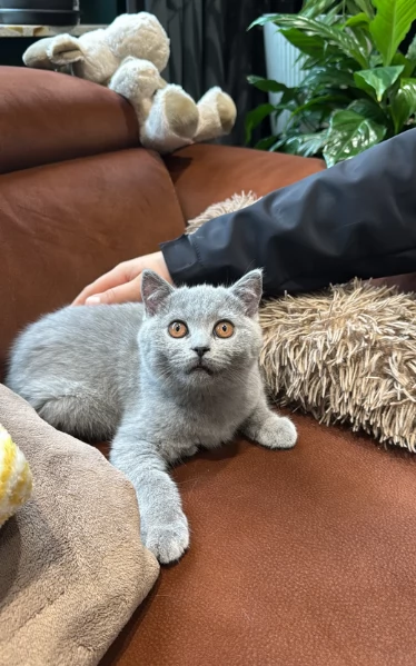 Gattini British Shorthair per adozione | Foto 4