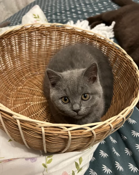 Gattini British Shorthair per adozione | Foto 2