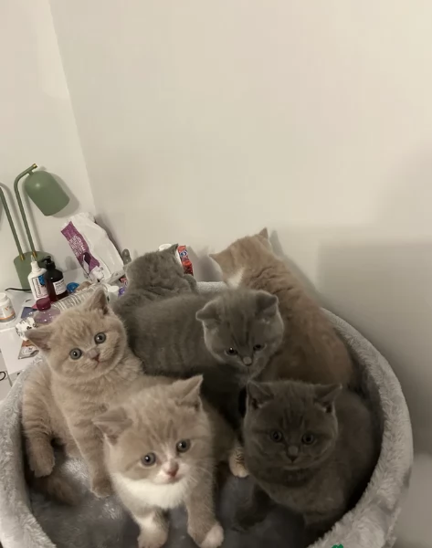 Gattini British Shorthair per adozione | Foto 1