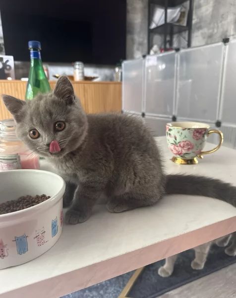 Gattini British Shorthair per adozione | Foto 4