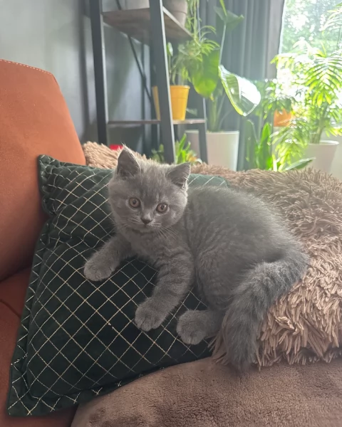 Gattini British Shorthair per adozione | Foto 3