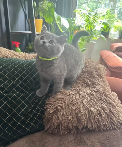 Gattini British Shorthair per adozione | Foto 1