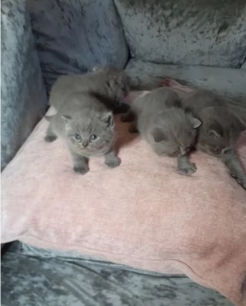 Gattini British Shorthair per adozione | Foto 2