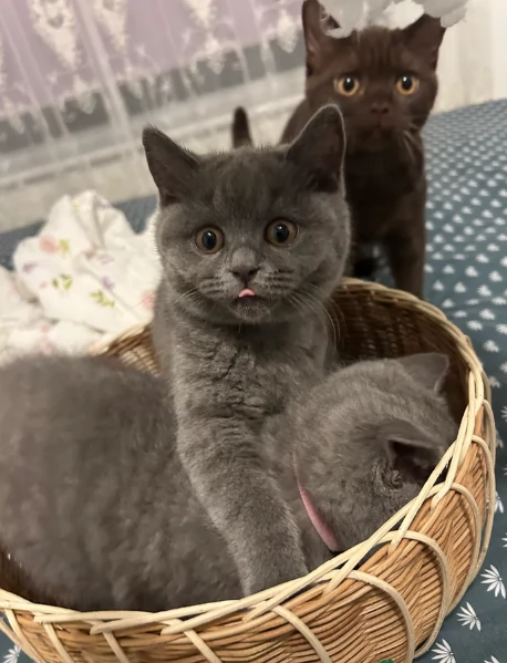 Gattini British Shorthair per adozione