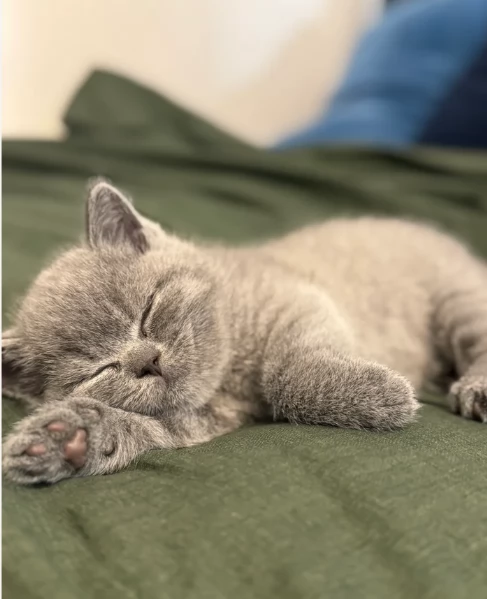 Gattini British Shorthair per adozione | Foto 3