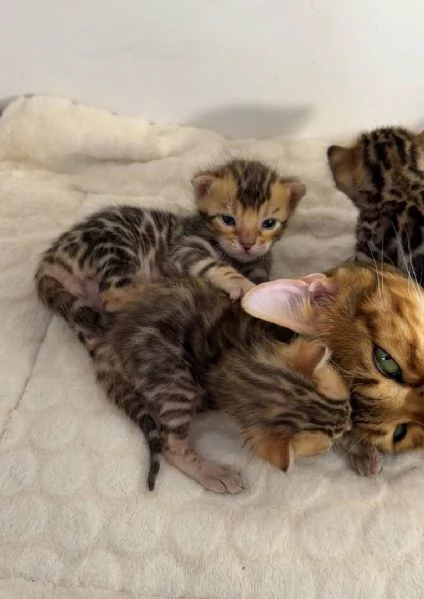 Gattino del Bengala maschio e femmina di razza pura | Foto 3