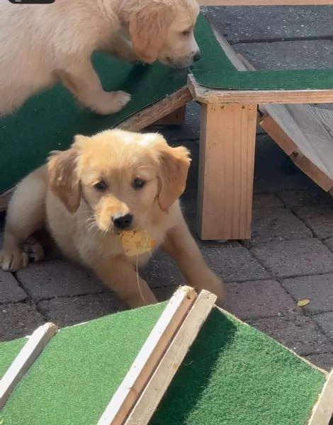 Disponibili dolcissimi cuccioli di Golden Retriever | Foto 1