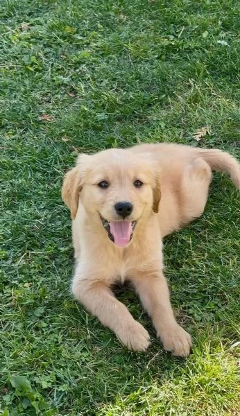 Disponibili dolcissimi cuccioli di Golden Retriever | Foto 0
