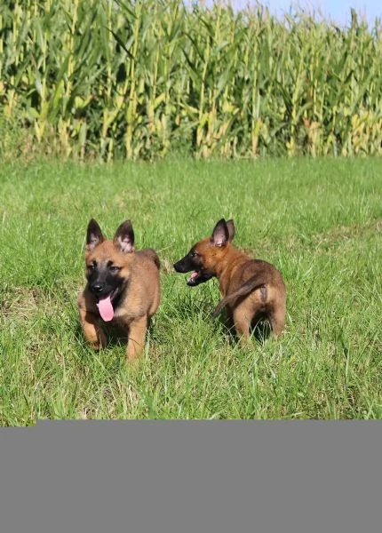 Cuccioli di Malinois pronti per ladozione | Foto 4