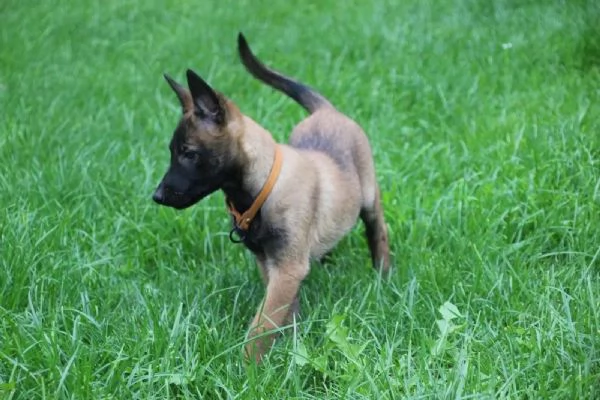 Cuccioli di Malinois pronti per ladozione | Foto 3