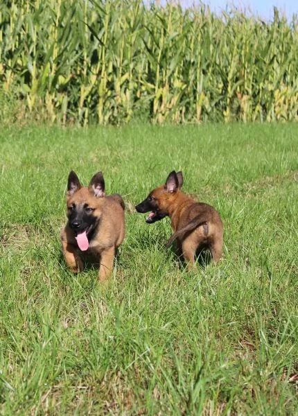 Cuccioli di Malinois pronti per ladozione | Foto 2