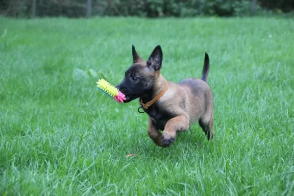 Cuccioli di Malinois pronti per ladozione | Foto 1