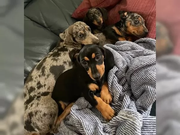 BASSOTTI NANI  BASSOTTO NANO CHOCO MERLE cuccioli | Foto 3