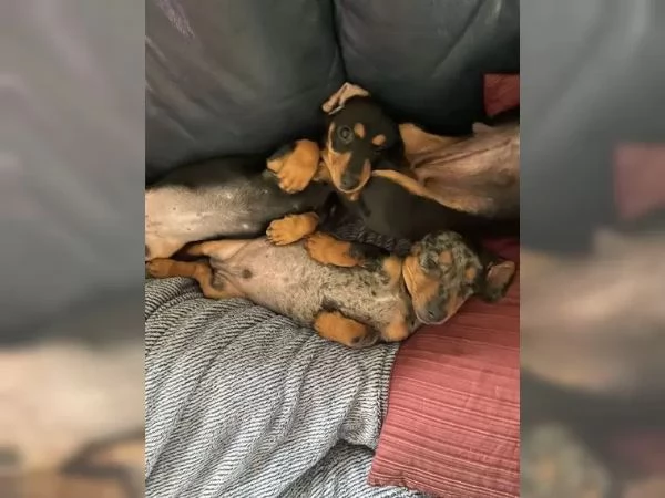 BASSOTTI NANI  BASSOTTO NANO CHOCO MERLE cuccioli | Foto 0