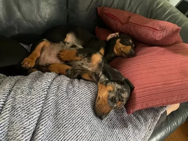 BASSOTTO NANO  BASSOTTI NANI TEDESCHI CUCCIOLI  | Foto 2