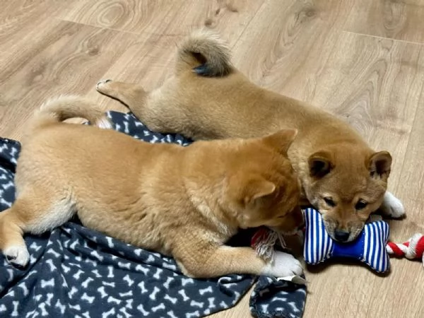 Meravigliosi Dolcissimi cuccioli di shiba inu
