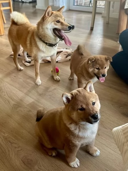 Meravigliosi Dolcissimi cuccioli di shiba inu | Foto 0