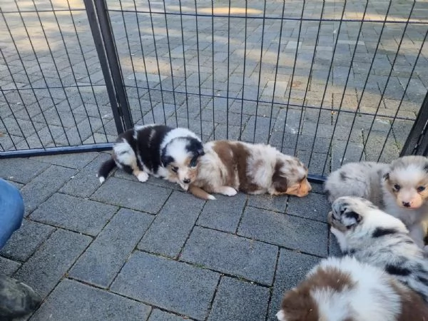 Bellissimi cuccioli di pastore australiano | Foto 1