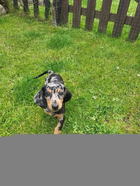 BASSOTTI NANI  BASSOTTO NANO CHOCO MERLE cuccioli | Foto 4