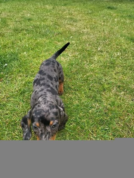 BASSOTTI NANI  BASSOTTO NANO CHOCO MERLE cuccioli | Foto 1
