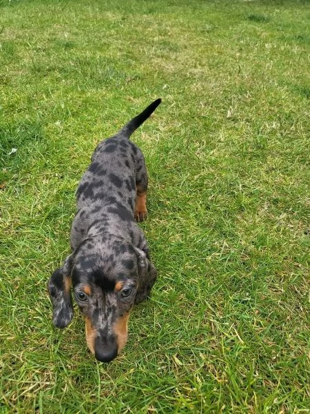 Gli ultimi tre bellissimi cuccioli di bassotto cercano una grande famiglia