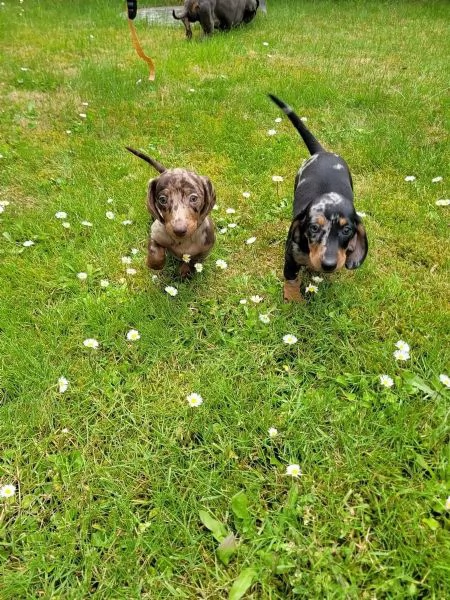 Cuccioli di bassotto di razza puracuccioli di bassotto cercano una casa amorevole | Foto 2