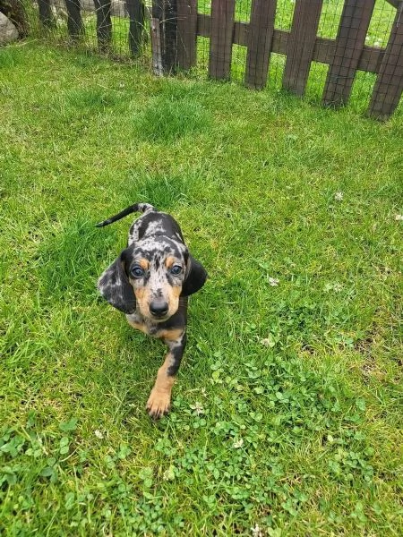 Cuccioli di bassotto di razza puracuccioli di bassotto cercano una casa amorevole | Foto 1