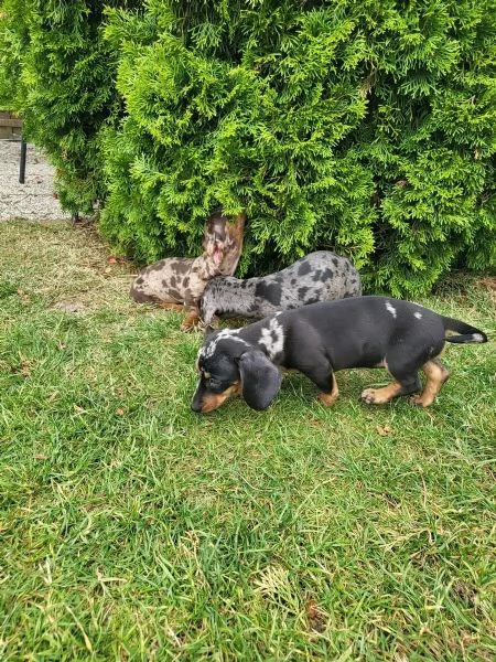Cuccioli di bassotto di razza puracuccioli di bassotto cercano una casa amorevole | Foto 0