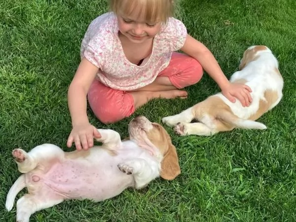  cuccioli di razza bassethound 1 maschi e 2 femmina