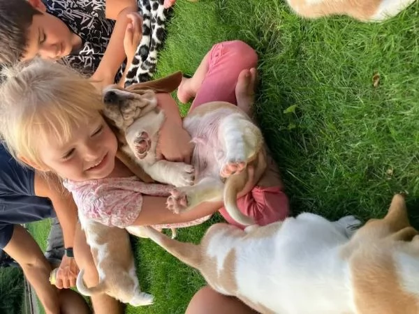  cuccioli di razza bassethound 1 maschi e 2 femmina | Foto 1