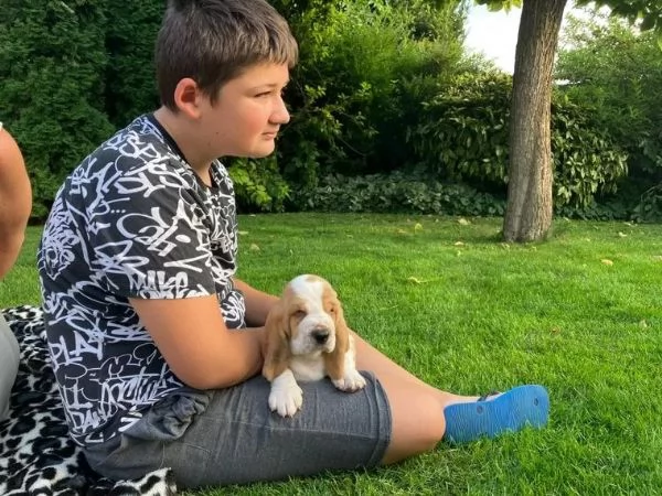 cuccioli di razza bassethound 1 maschi e 2 femmina | Foto 0