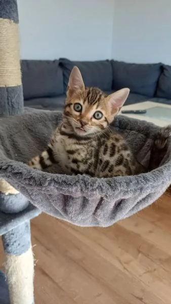 Cuccioli Gatto Bengala disponibili | Foto 4
