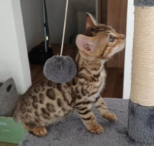 Cuccioli Gatto Bengala disponibili | Foto 3